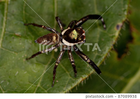 Small Male Jumping Spider Small Male Jumping Spider 87089938