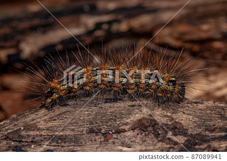 Tiger Moth Caterpillar 87089941