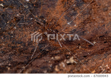 juvenile Gonyleptid Harvestmen juvenile Gonyleptid Harvestmen 87089943