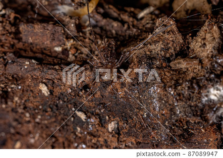 juvenile Gonyleptid Harvestmen juvenile Gonyleptid Harvestmen 87089947