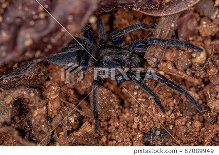Black Entelegyne Spider 87089949