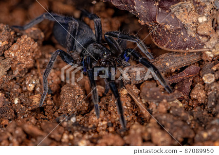 Black Entelegyne Spider 87089950