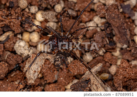 juvenile Gonyleptid Harvestmen juvenile Gonyleptid Harvestmen 87089951