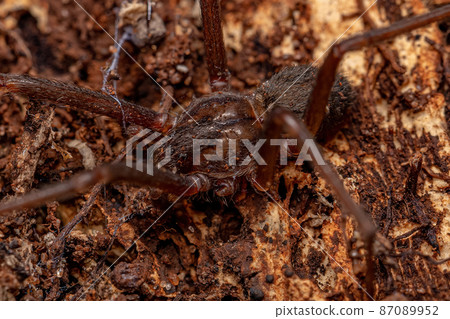 Adult Recluse Spider 87089952