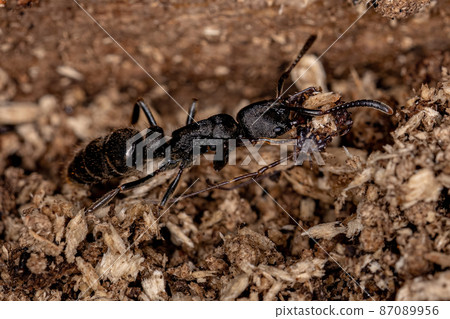 Adult Female Panther Ant Adult Female Panther Ant 87089956