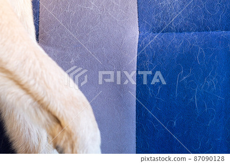 Cleaning dog hair at home. Pet care. Pet hygiene allergy grooming concept 87090128