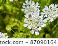 Orrea and Gametis jucunda 87090164