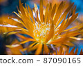 Gazania 87090165