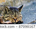 Sleeping cat 87090167