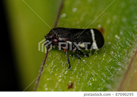 Adult Black Froghopper 87090295