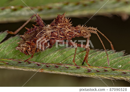 Adult Leaf-footed Bug Adult Leaf-footed Bug 87090328