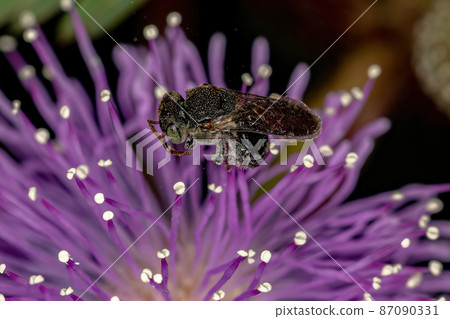 Adult Stingless Bee Adult Stingless Bee 87090331