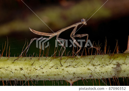 Small Mantid nymph 87090352