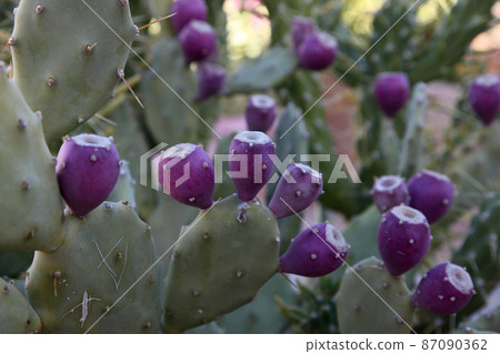 Opuntia with ripe fruits Opuntia with ripe fruits 87090362