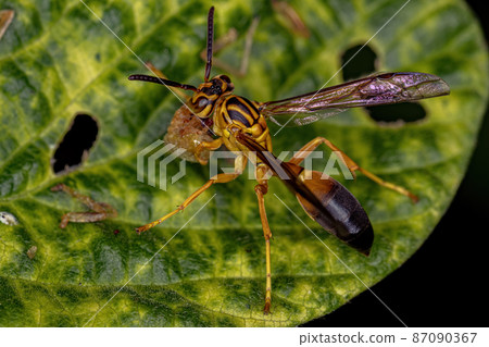 Adult Gregarious Paper Wasp Adult Gregarious Paper Wasp 87090367