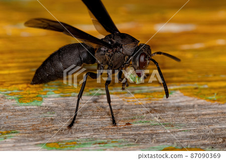 Adult Paper Wasp 87090369