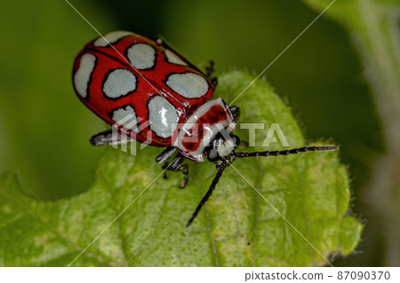 Adult Flea Beetle 87090370