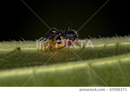 Adult Ant-mimicking Treehopper Adult Ant-mimicking Treehopper 87090371