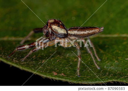 Male Adult Jumping Spider Male Adult Jumping Spider 87090383