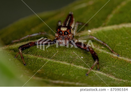 Male Adult Jumping Spider 87090384