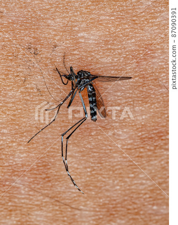 Dead Adult Asian Tiger Mosquito Dead Adult Asian Tiger Mosquito 87090391