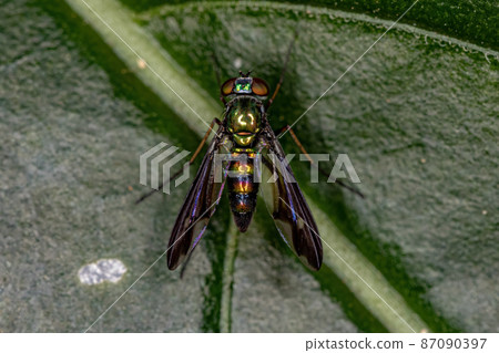 Adult Long-legged Fly Adult Long-legged Fly 87090397