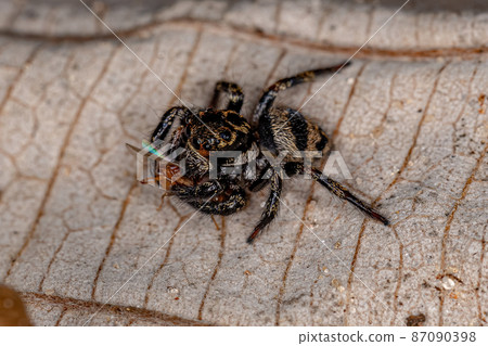 Small jumping spider preying on a adult female twing ant queen Small jumping spider preying on a adult female twing ant queen 87090398