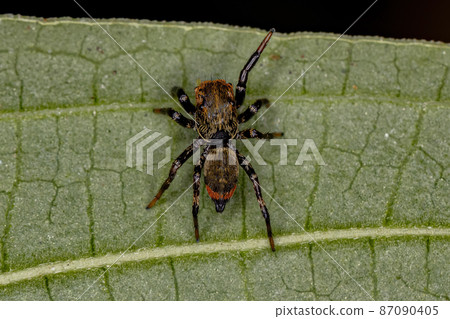 Small Jumping spider Small Jumping spider 87090405