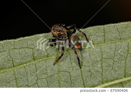 Small Jumping spider Small Jumping spider 87090406