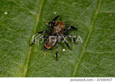 Small Jumping spider Small Jumping spider 87090407