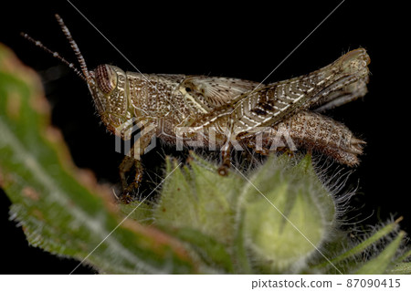 Short-horned Grasshopper Nymph Short-horned Grasshopper Nymph 87090415