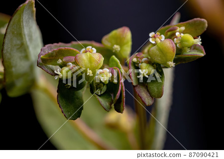 Hyssop Spurge Plant Hyssop Spurge Plant 87090421