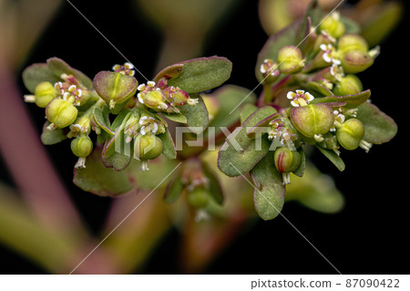 Hyssop Spurge Plant Hyssop Spurge Plant 87090422