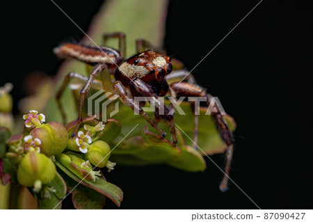 Male Adult Jumping Spider Male Adult Jumping Spider 87090427
