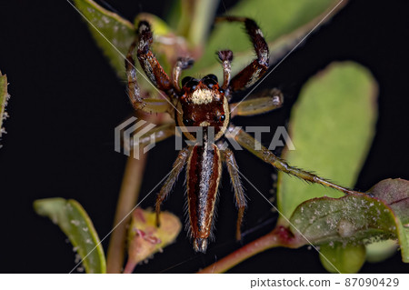 Male Adult Jumping Spider 87090429