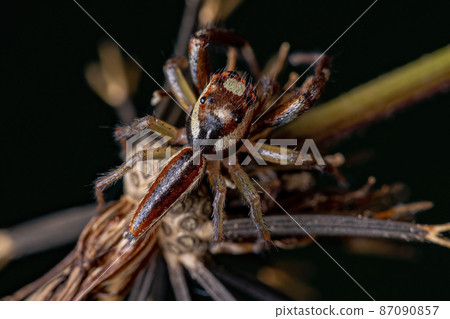 Male Adult Jumping Spider Male Adult Jumping Spider 87090857