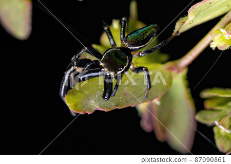 Small Male Jumping Spider 87090861