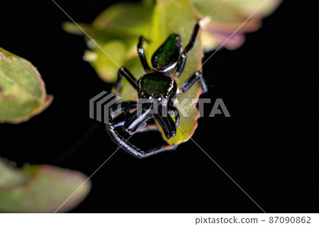 Small Male Jumping Spider 87090862