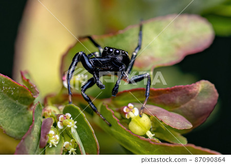 Small Male Jumping Spider 87090864