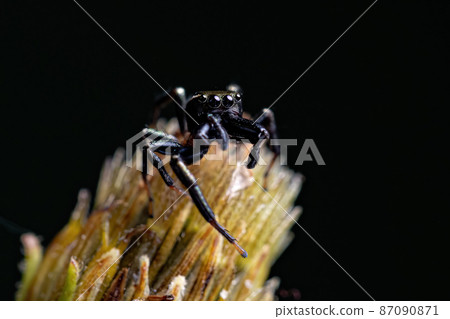 Small Male Jumping Spider 87090871