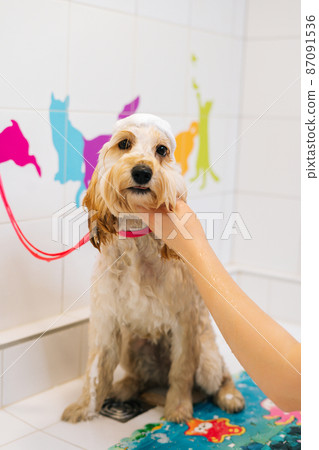 Vertical portrait of funny curly Labradoodle dog, female groomer washing with shampoo in bathroom at grooming salon, prepare to cut. Unrecognizable woman owner carefully washes pet fur at home. Vertical portrait of funny curly Labradoodle dog, female groomer washing with shampoo in bathroom at grooming salon, prepare to cut. Unrecognizable woman owner carefully washes pet fur at home. 87091536