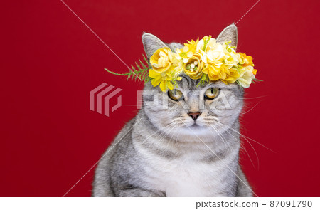 cute cat wearing flower crown with yellow blossoms on red background copy space 87091790
