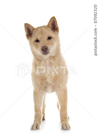 shiba inu in studio 87092320