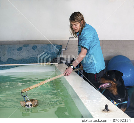 chihuahua and hydrotherapy 87092334