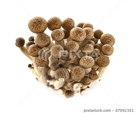 Shimeji mushrooms in studio 87092381