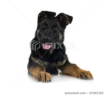 young german shepherd 87092393
