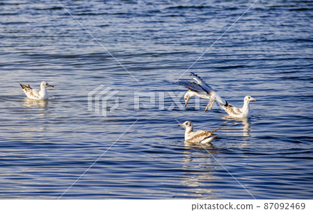 flying and swimming seagulls 87092469