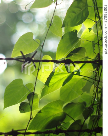 young green leaves creeping plant, climber, typical tropical jungle plant growing in rainy season in home garden closeup with beautiful green outdoor bokeh background 87092802