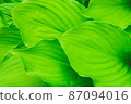 Fresh green Hosta leaves 87094016