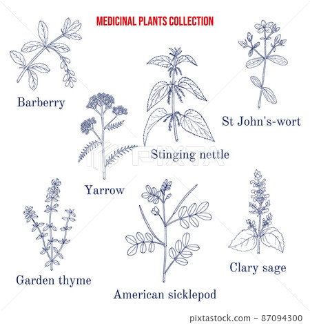Set of different medicinal plants Set of different medicinal plants 87094300